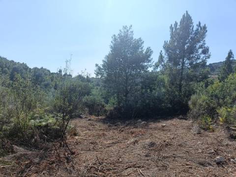 Terreno Rústico  Venda em Algodres,Fornos de Algodres
