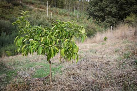 Quinta T2 Venda em Linhares,Celorico da Beira