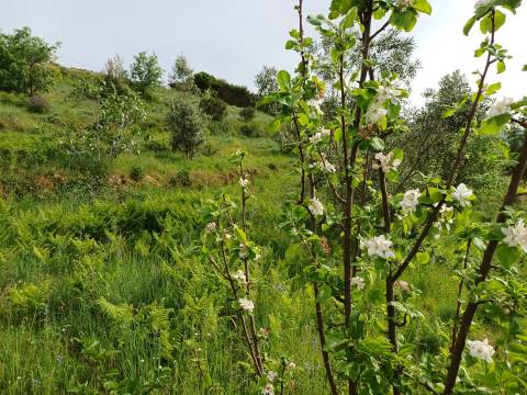 Quinta T2 Venda em Figueiró da Serra e Freixo da Serra,Gouveia
