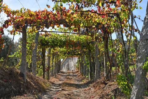 Quinta T7 Venda em Gemieira,Ponte de Lima