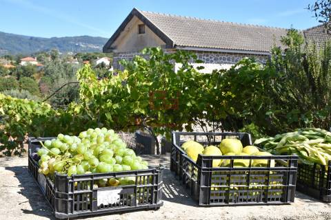 Quinta T7 Venda em Gemieira,Ponte de Lima