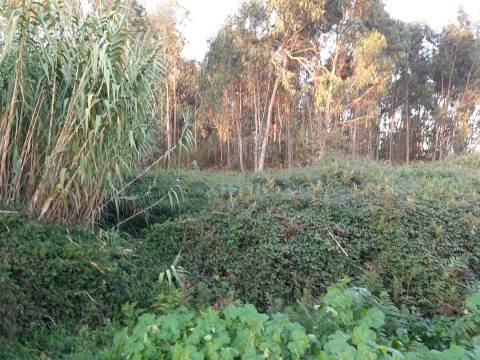 Terreno, para venda, em Argivai