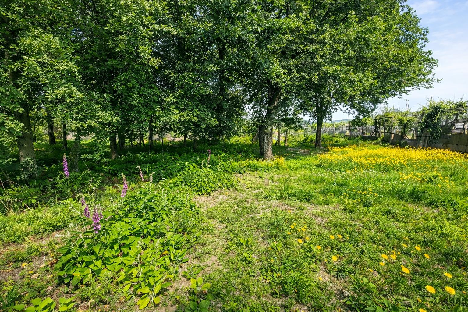 Terreno  Venda em Nespereira e Casais,Lousada