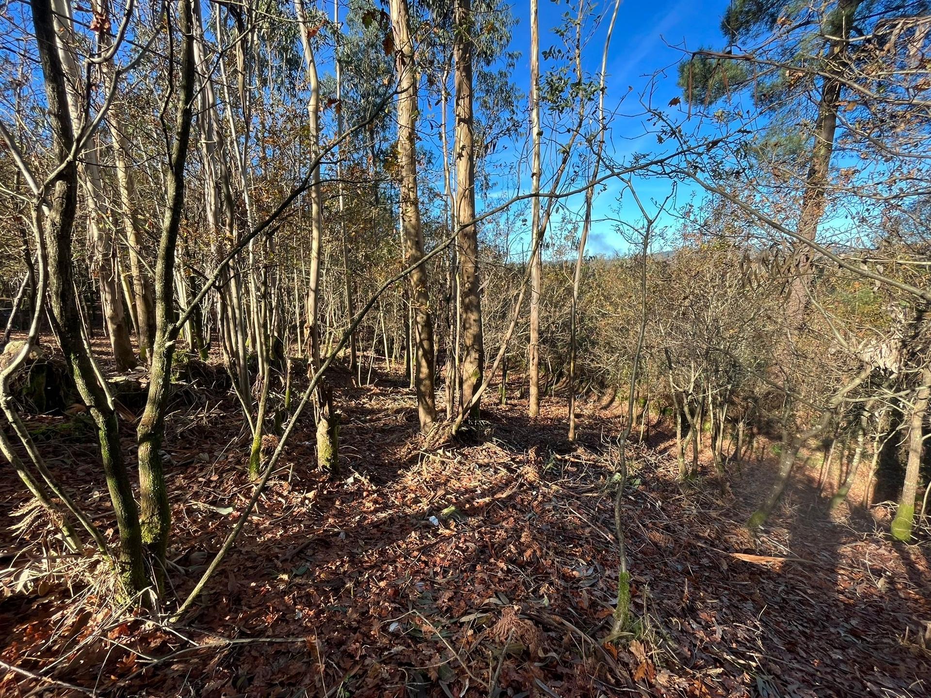 Terreno Para Construção  Venda em Carvalhosa,Paços de Ferreira