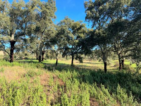 Quintinha  Venda em Monsanto e Idanha-a-Velha,Idanha-a-Nova