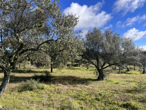 Quintinha  Venda em Monsanto e Idanha-a-Velha,Idanha-a-Nova