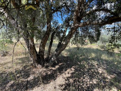 Quintinha  Venda em Escalos de Cima e Lousa,Castelo Branco