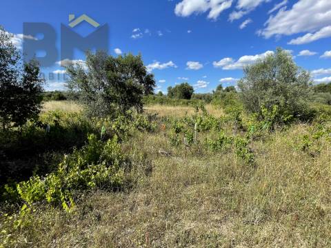 Quintinha  Venda em Escalos de Cima e Lousa,Castelo Branco