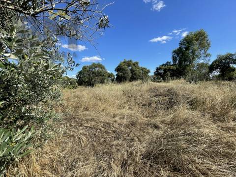 Quintinha  Venda em Escalos de Cima e Lousa,Castelo Branco