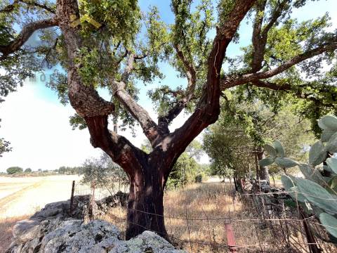 Quintinha  Venda em Alcains,Castelo Branco