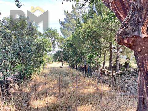 Quintinha  Venda em Alcains,Castelo Branco