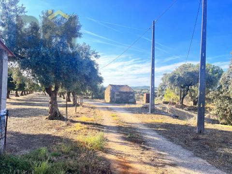 Quinta  Venda em Escalos de Baixo e Mata,Castelo Branco