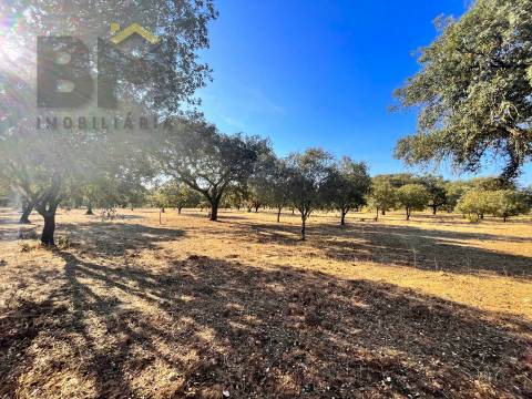 Quinta  Venda em Escalos de Baixo e Mata,Castelo Branco