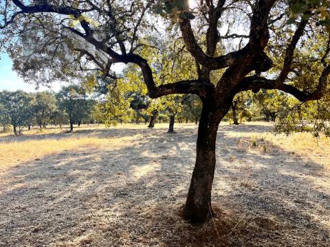 Quinta  Venda em Escalos de Baixo e Mata,Castelo Branco