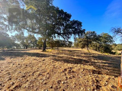 Quinta  Venda em Escalos de Baixo e Mata,Castelo Branco