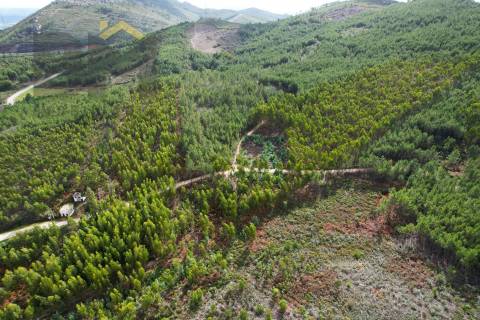 Terreno Rústico  Venda em Vila Velha de Ródão,Vila Velha de Rodão