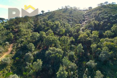 Terreno Rústico  Venda em Arez e Amieira do Tejo,Nisa