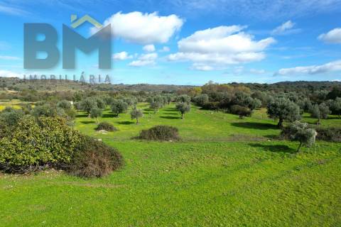 Quinta  Venda em Oledo,Idanha-a-Nova