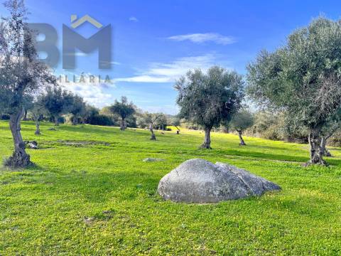 Quinta  Venda em Oledo,Idanha-a-Nova