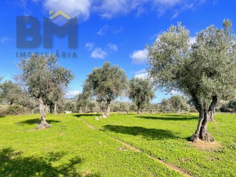 Quinta  Venda em Oledo,Idanha-a-Nova