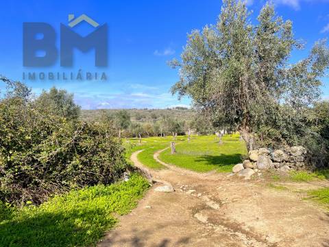 Quinta  Venda em Oledo,Idanha-a-Nova