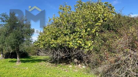 Quinta  Venda em Oledo,Idanha-a-Nova