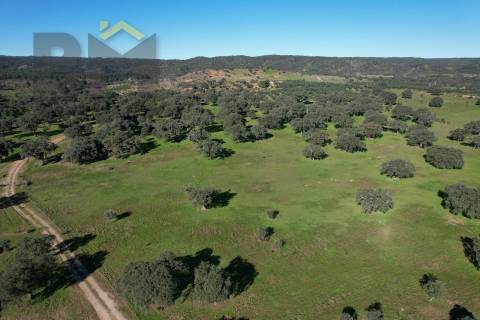 Terreno Rústico  Venda em Escalos de Baixo e Mata,Castelo Branco