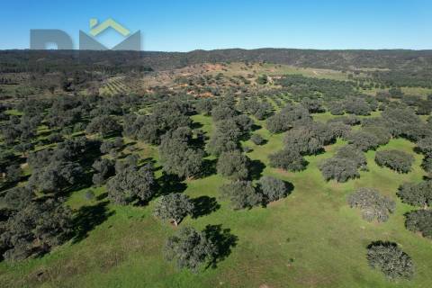 Terreno Rústico  Venda em Escalos de Baixo e Mata,Castelo Branco