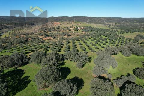 Terreno Rústico  Venda em Escalos de Baixo e Mata,Castelo Branco