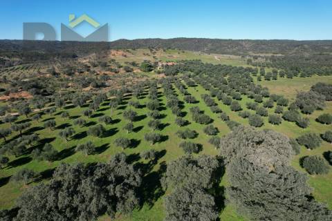 Terreno Rústico  Venda em Escalos de Baixo e Mata,Castelo Branco