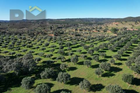 Terreno Rústico  Venda em Escalos de Baixo e Mata,Castelo Branco