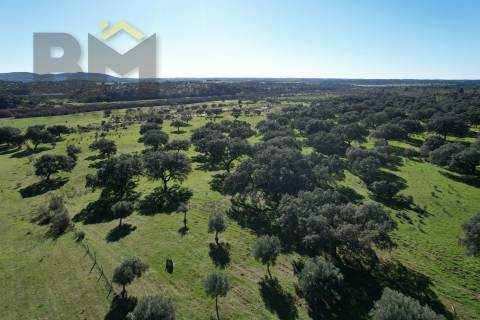 Terreno Rústico  Venda em Escalos de Baixo e Mata,Castelo Branco