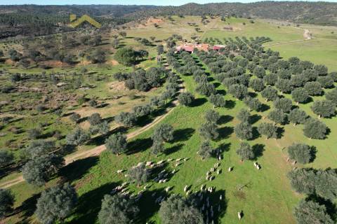 Terreno Rústico  Venda em Escalos de Baixo e Mata,Castelo Branco