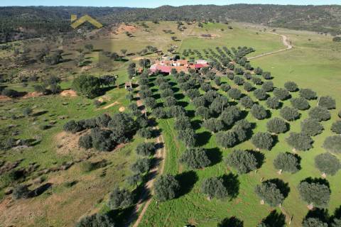 Terreno Rústico  Venda em Escalos de Baixo e Mata,Castelo Branco