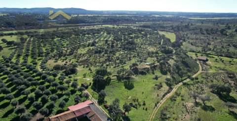 Terreno Rústico  Venda em Escalos de Baixo e Mata,Castelo Branco