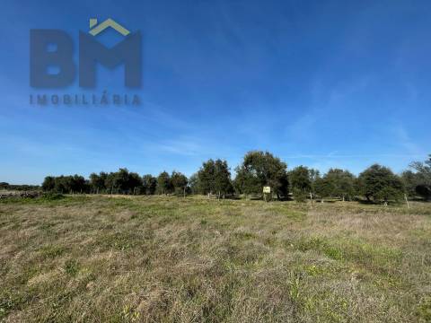 Terreno Rústico  Venda em Ladoeiro,Idanha-a-Nova