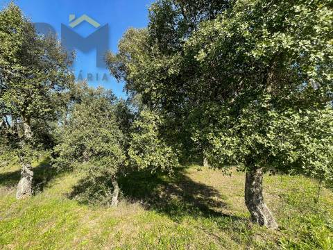Terreno Rústico  Venda em Ladoeiro,Idanha-a-Nova