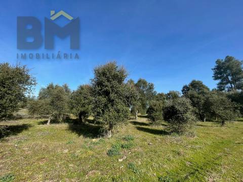 Terreno Rústico  Venda em Ladoeiro,Idanha-a-Nova