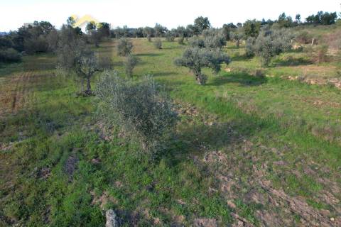 Terreno Rústico  Venda em Salgueiro do Campo,Castelo Branco
