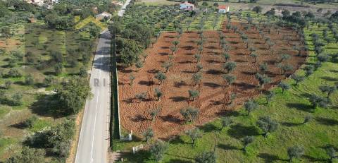 Terreno Rústico  Venda em Freixial e Juncal do Campo,Castelo Branco