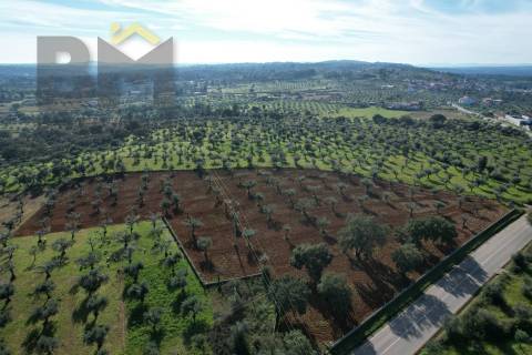 Terreno Rústico  Venda em Freixial e Juncal do Campo,Castelo Branco