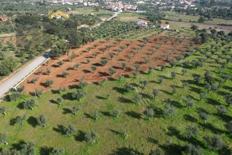 Terreno Rústico  Venda em Freixial e Juncal do Campo,Castelo Branco