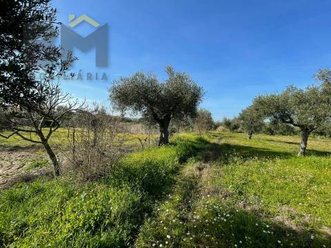 Terreno Rústico  Venda em Ladoeiro,Idanha-a-Nova