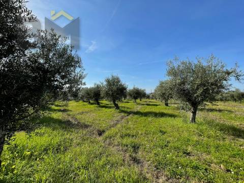Terreno Rústico  Venda em Ladoeiro,Idanha-a-Nova