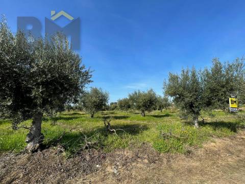 Terreno Rústico  Venda em Ladoeiro,Idanha-a-Nova