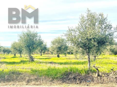 Terreno Rústico  Venda em Ladoeiro,Idanha-a-Nova