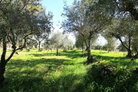Quinta  Venda em Proença-a-Velha,Idanha-a-Nova