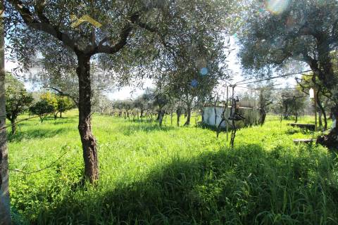 Quinta  Venda em Proença-a-Velha,Idanha-a-Nova