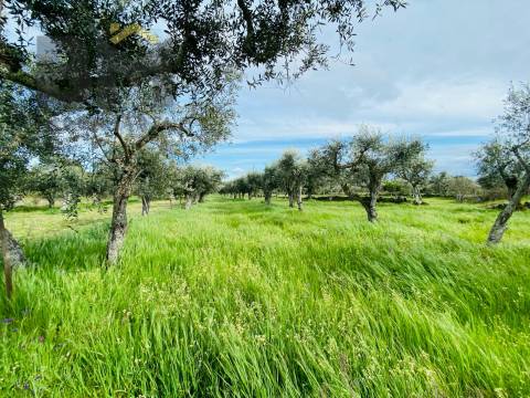 Quintinha  Venda em Póvoa de Rio de Moinhos e Cafede,Castelo Branco