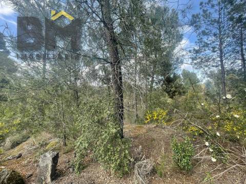 Terreno Rústico  Venda em Tinalhas,Castelo Branco